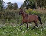 Мерин 