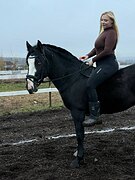 Нарядный хобби-мерин