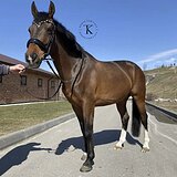 ИДЕАЛЕН В КОНКУР