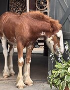 ВНУК HERMITS TITANIUM