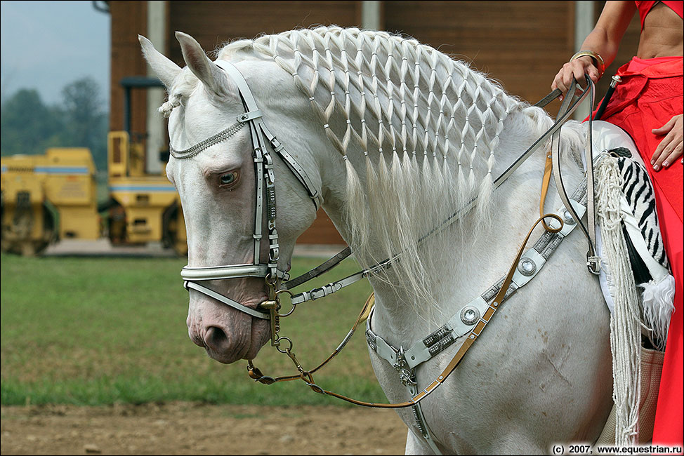 Плетущиеся лошадка. Прически для гривы лошади. Лошадь с заплетенной гривой. Красивые прически для лошадей. Плетение гривы лошади.