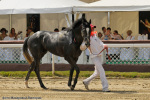 жер. Зазин Гол (USA) (Macho Uno - Royal Halo), 2007 г.р. - победитель Кубка Претендентов.