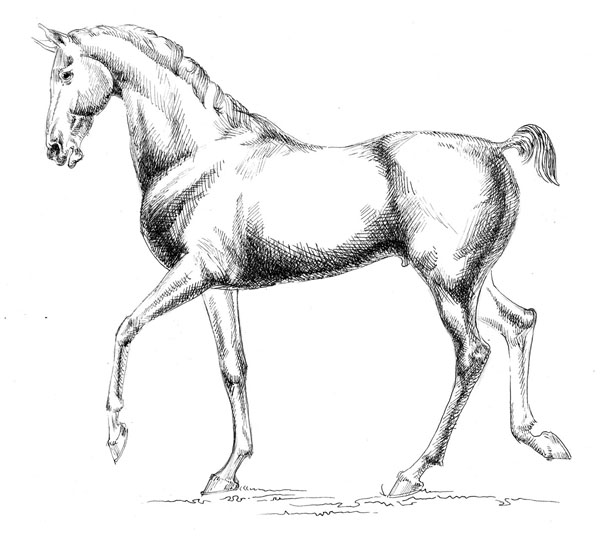Рисунок лошади графический