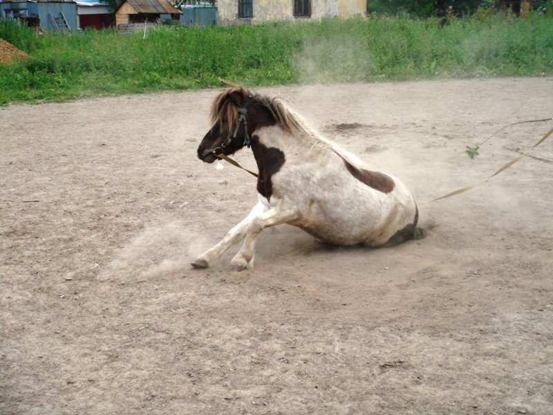 http://www.equestrian.ru/photos/user_photo/2007/60a1e15c.jpg