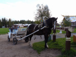 В деревне Мандроги такие лошадки катают туристов