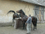 Stado Ogierow w Lacku (Польша). Проба кобыл.