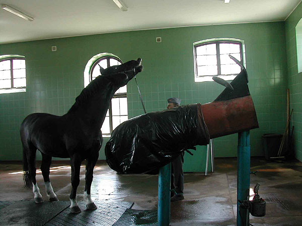 http://www.equestrian.ru/photos/user_photo/2007/81070e7f.jpg