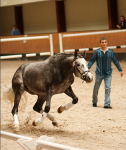 идём на взлёт :) соревнования на свободе для молодых лошадей