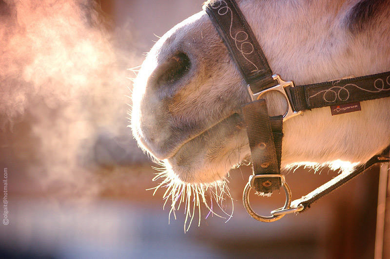 http://www.equestrian.ru/photos/user_photo/2008/118fc97a.jpg