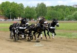 тройка Яргорпарка,коренник Фибрин,пристяжные Трон, Закат