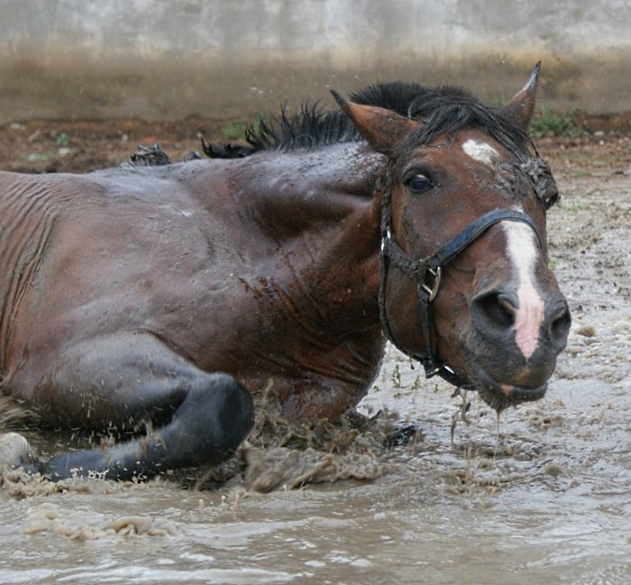 http://www.equestrian.ru/photos/user_photo/2008/2e0e2ece.jpg