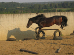 КСК Гармония, лето 2007, Шерлок, конь принадлежит ЧВ