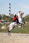 Фото на "Зенит",осень 2005,Новосибирск,выставка "коневодство в Сибири".Показательные выступления клуба "Заря",орловец Казбек.