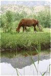 Лошадь, зелень и вода. Настоящий рай... :)