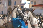 лошади из Марокко