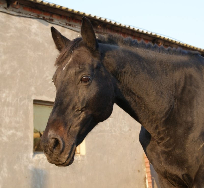 http://www.equestrian.ru/photos/user_photo/2008/79521ceb.jpg