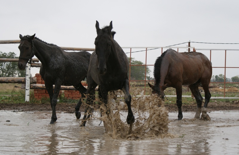 http://www.equestrian.ru/photos/user_photo/2008/87a6300f.jpg