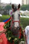 Победитель приза Русский Аргамак