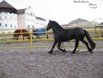 Хозяин лошади: Black Unicorn)