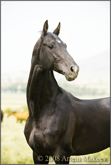 http://www.equestrian.ru/photos/user_photo/2008/9f7394e9.jpg