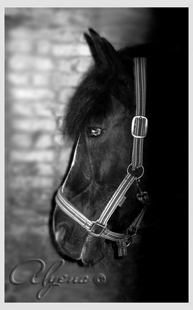 http://www.equestrian.ru/photos/user_photo/2008/a96cba6c.jpg