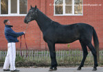 орловский жеребец 2-х лет (168 см в холке). Заезжен в упряжь и под седло. Добрый, энергичный.  Сын Залома, внук рекордиста Мазка, линия Пилота. Продаётся.