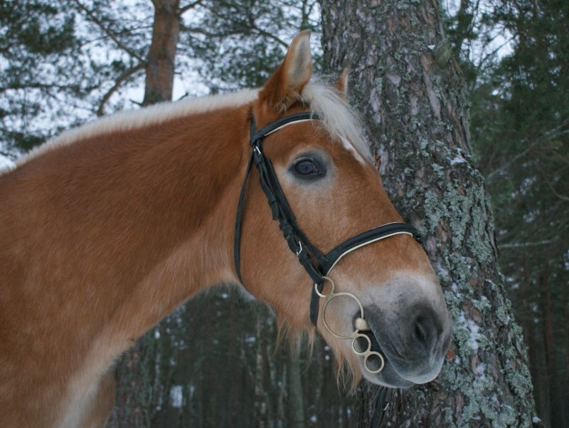 http://www.equestrian.ru/photos/user_photo/2008/b53d6e83.jpg