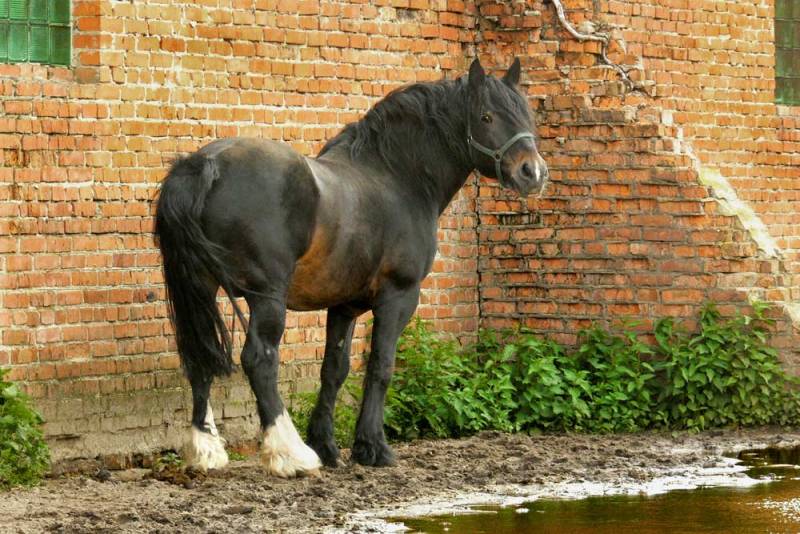 Фотографии породы владимирский тяжеловоз. Гук Владимирский тяжеловоз. Владимирский тяжеловоз жеребец Гук. Мерин Владимирской тяжеловозной породы. Московский тяжеловоз лошадь.