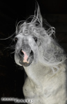 лошадь принадлежит Ассоциации андалузов в России