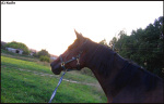 ...вдаль ,лето 2007, КСК Гармония, лошадь принадлежит ЧВ.