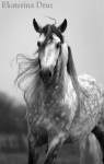 лошадь принадлежит Ассоциации Андалузов в России