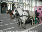 перше-рысаков. :) Фото привезла моя сестричка, Диана. Сняла в марте 2007 года в Питере.