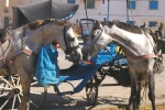 лошади из Марокко