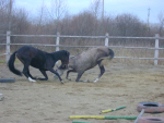 два коня играя между собой поставили друг-друга на колени