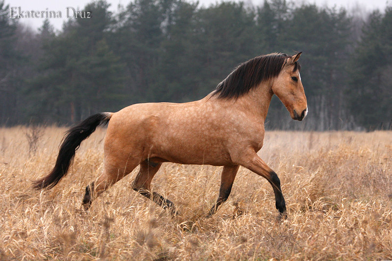 http://www.equestrian.ru/photos/user_photo/2008/eff4a1a8.jpg