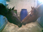 И у лошадей оказывается бывает любовь!!!