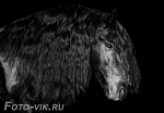 попытка снять вороную вертлявую лошадь на черном фоне =) / Йерке, п/ф Карцево