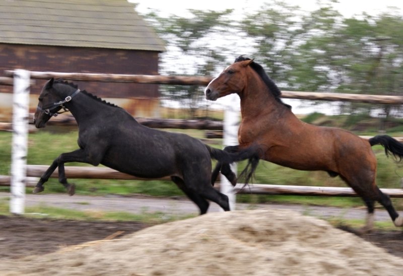 http://www.equestrian.ru/photos/user_photo/2008/f89e7d08.jpg