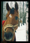 Январь 2008, КСК Мустанг, конь принадлежит ЧВ,фото с плёночного Beroquick