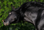 лошадь принадлежит Ксении Петровой