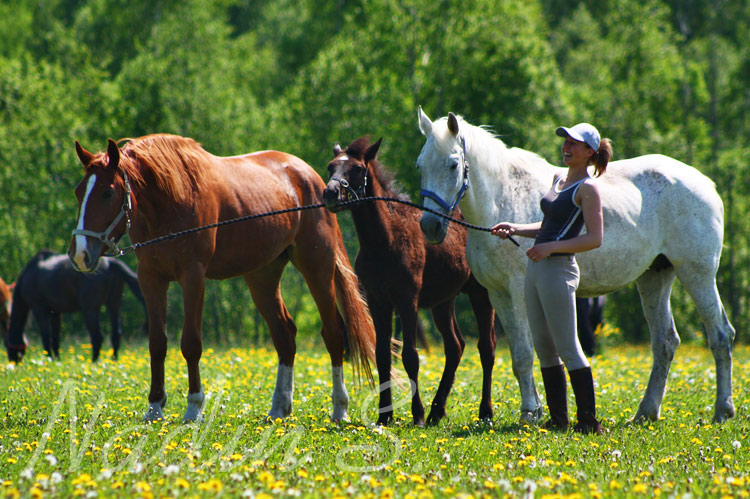 http://www.equestrian.ru/photos/user_photo/2009/067db839.jpg
