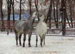 запевают Застенчивый и Стюардесса