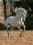 Don XIX, лошадь АссоциацииАндалузов в России