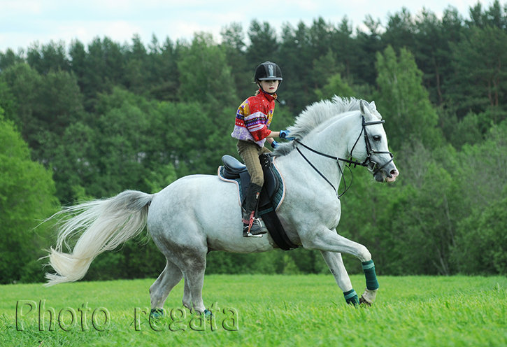 работа пегас. пегас кострома. пегас нягань. автошины диски акб автозапчасти автохимия. пегас озерск шиномонтаж.