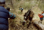 В конном туризме, иногда, лошади движутся без всадников