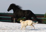 Сапэ и Веник