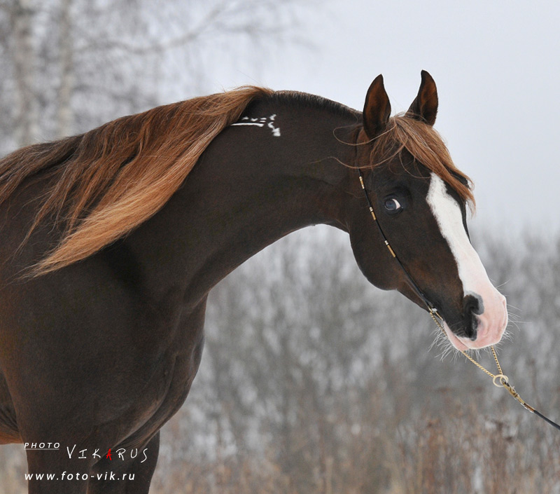 Рыже черная лошадь. Вороная пегая лошадь. Арабский жеребец Аль Хиляли. Арабская лошадь пегая. Рыже Пегий Мустанг.