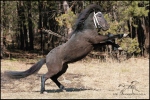 Я вам всем покажу!!!.. Шетл. пони Мадагаскар, КСК "У моря Обского", Новосибирск. Конь продается.