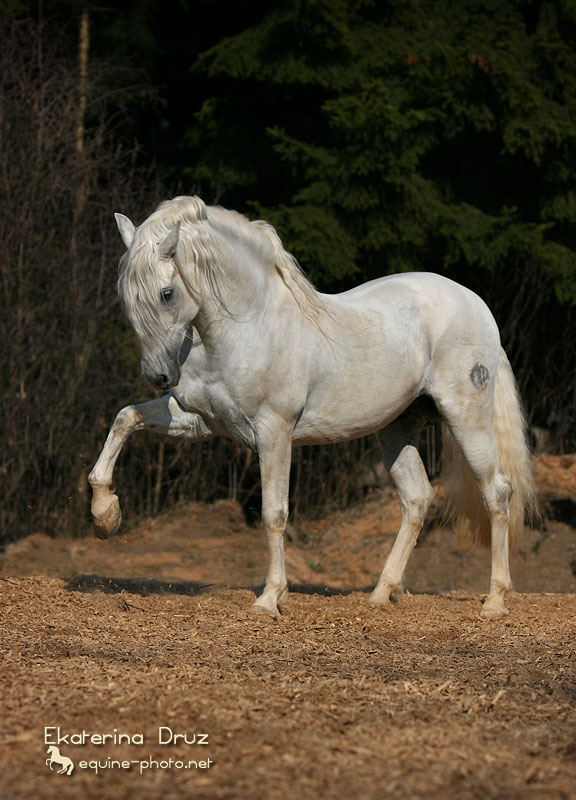 Лошадь шагает. Андалузская лошадь испанский шаг. Андалузская порода лошадей. Тавро андалузской лошади. Андалузская лошадь масти серой.