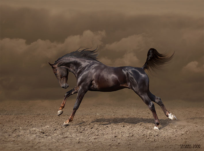 Передвижение лошади. Арабская чистокровная лошадь бег. Арабская лошадь. Конь в движении. Арабская лошадь в движении.
